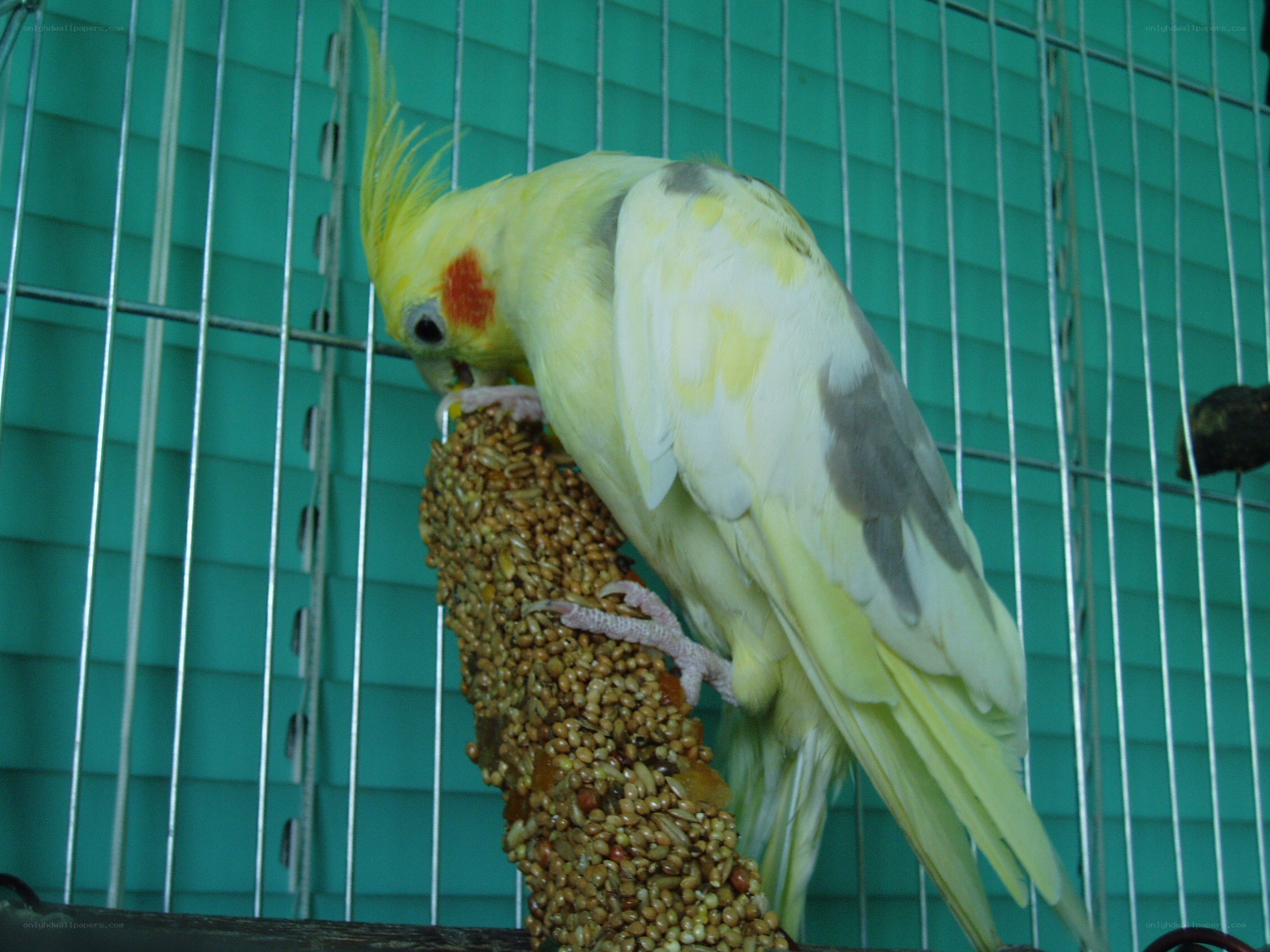 Cockatiel eating seed stick