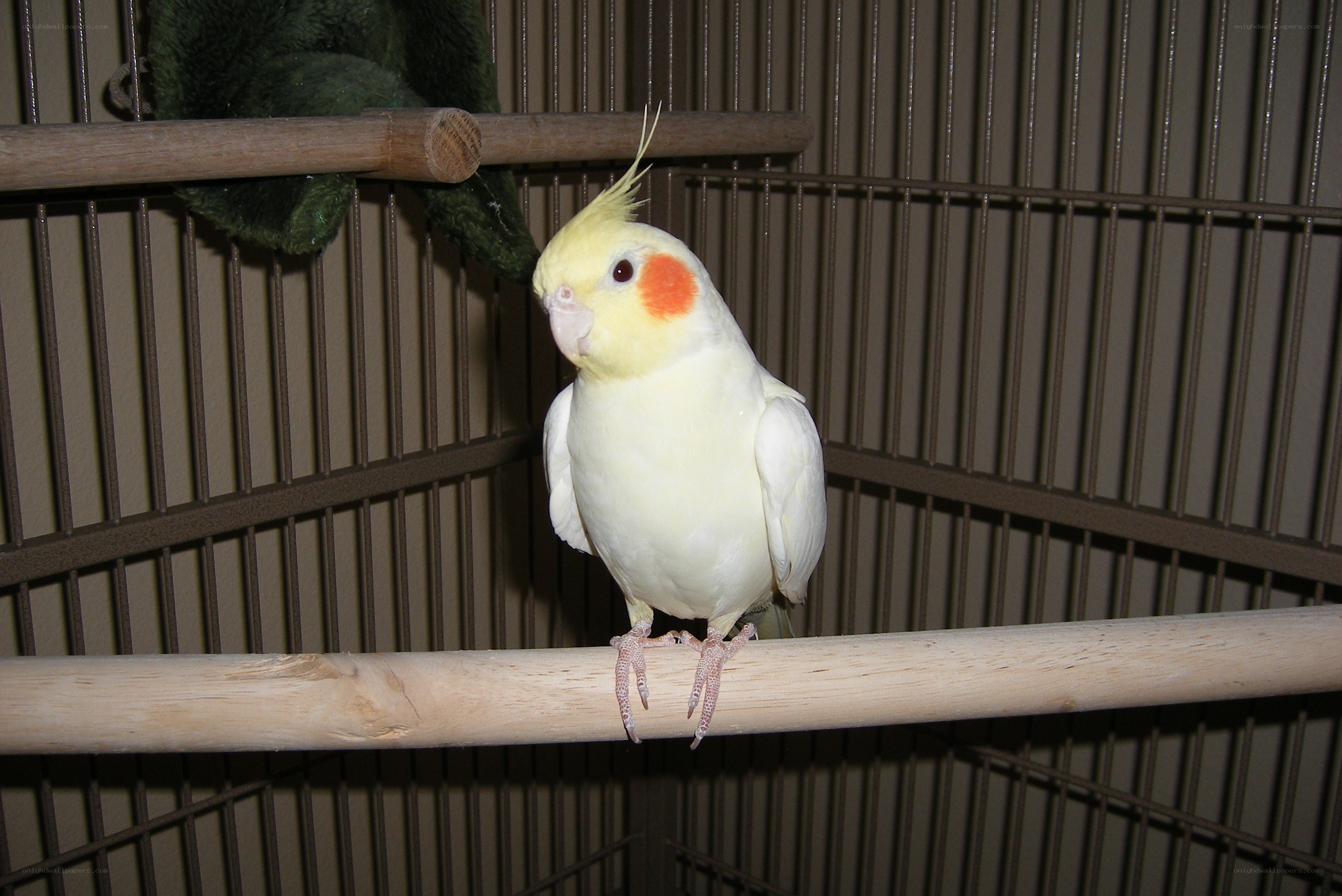 Cockatiel in a cage