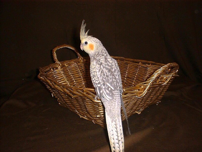 Cockatiel in a wicker basket