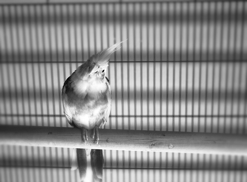 Cockatiel in Cage