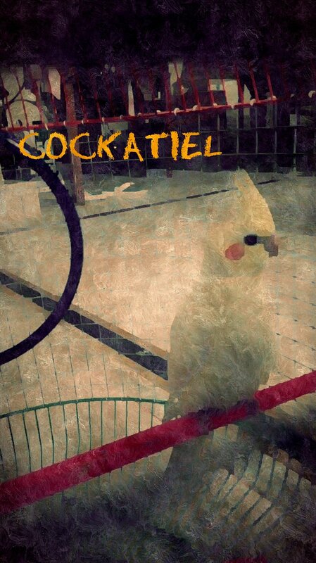 Cockatiel in Cage — Yellow