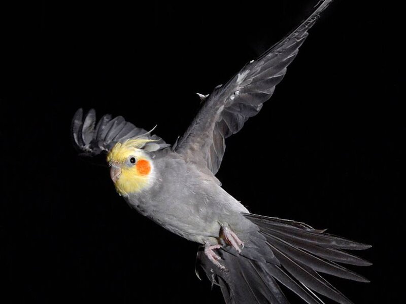 Cockatiel in Flight — Gray