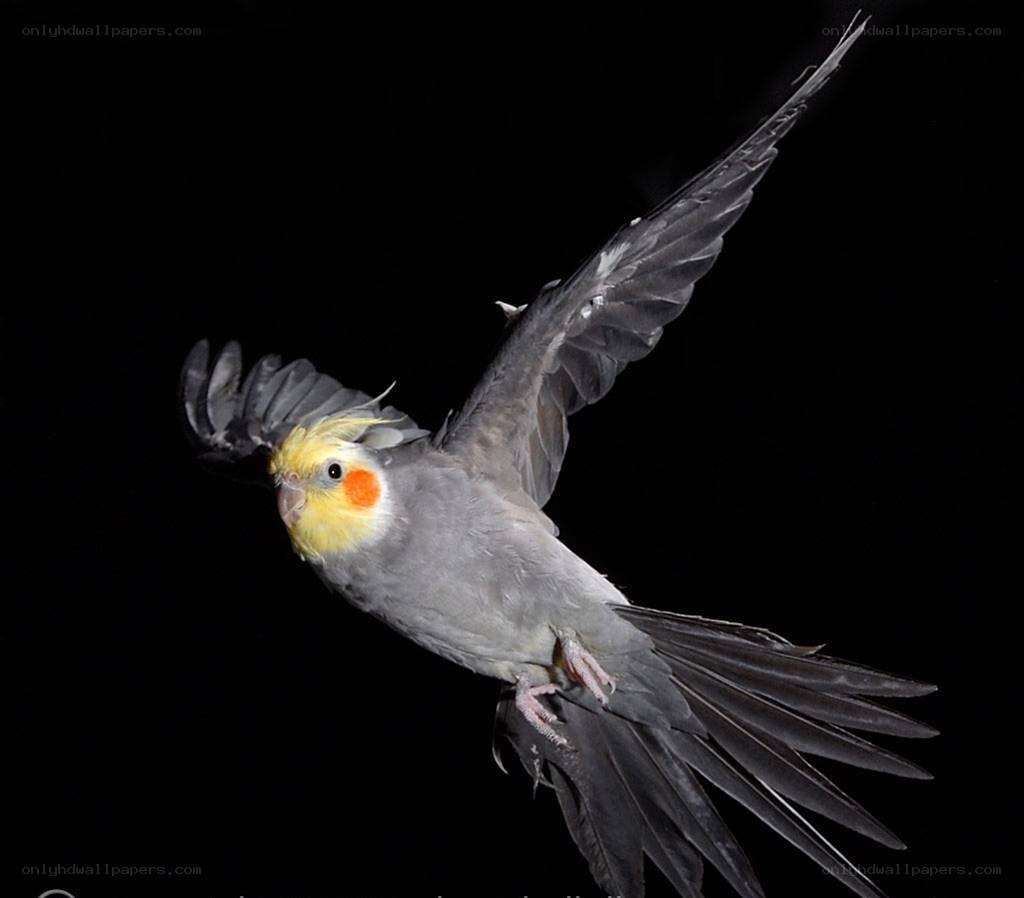 cockatiel in flight