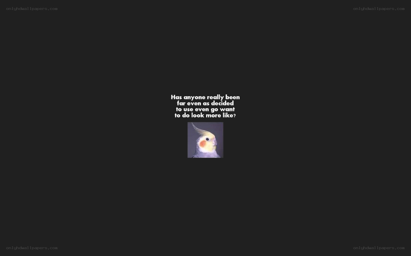 cockatiel meme question
