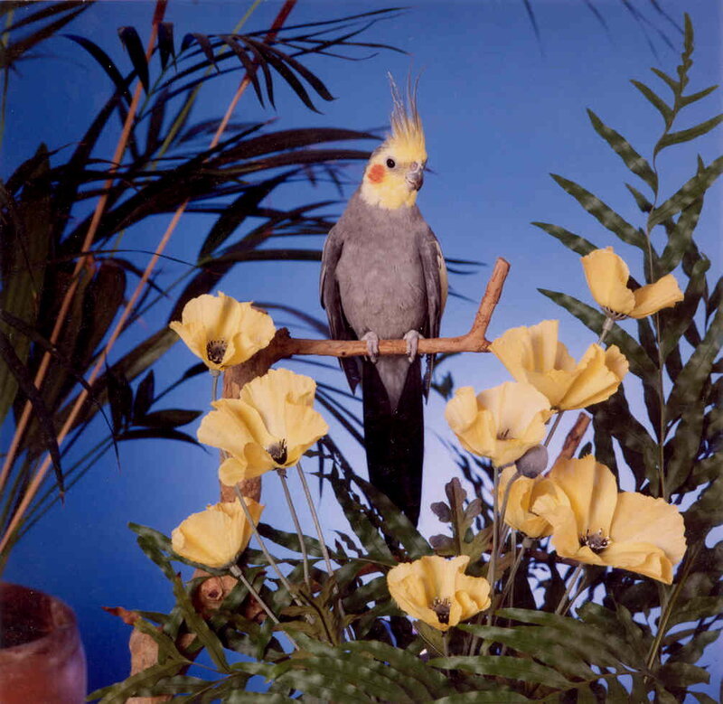 Cockatiel on a Branch — Blue