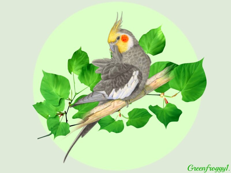 Cockatiel on a Branch — Green