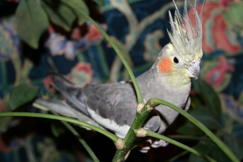 Cockatiel on a branch