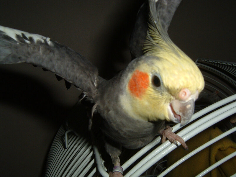 Cockatiel on a cage