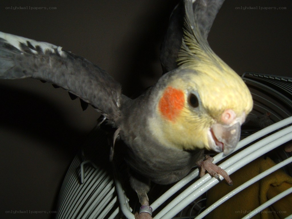 Cockatiel on a cage