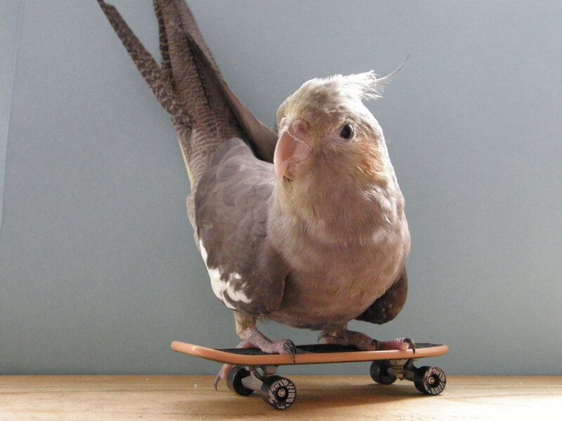 Cockatiel on a skateboard