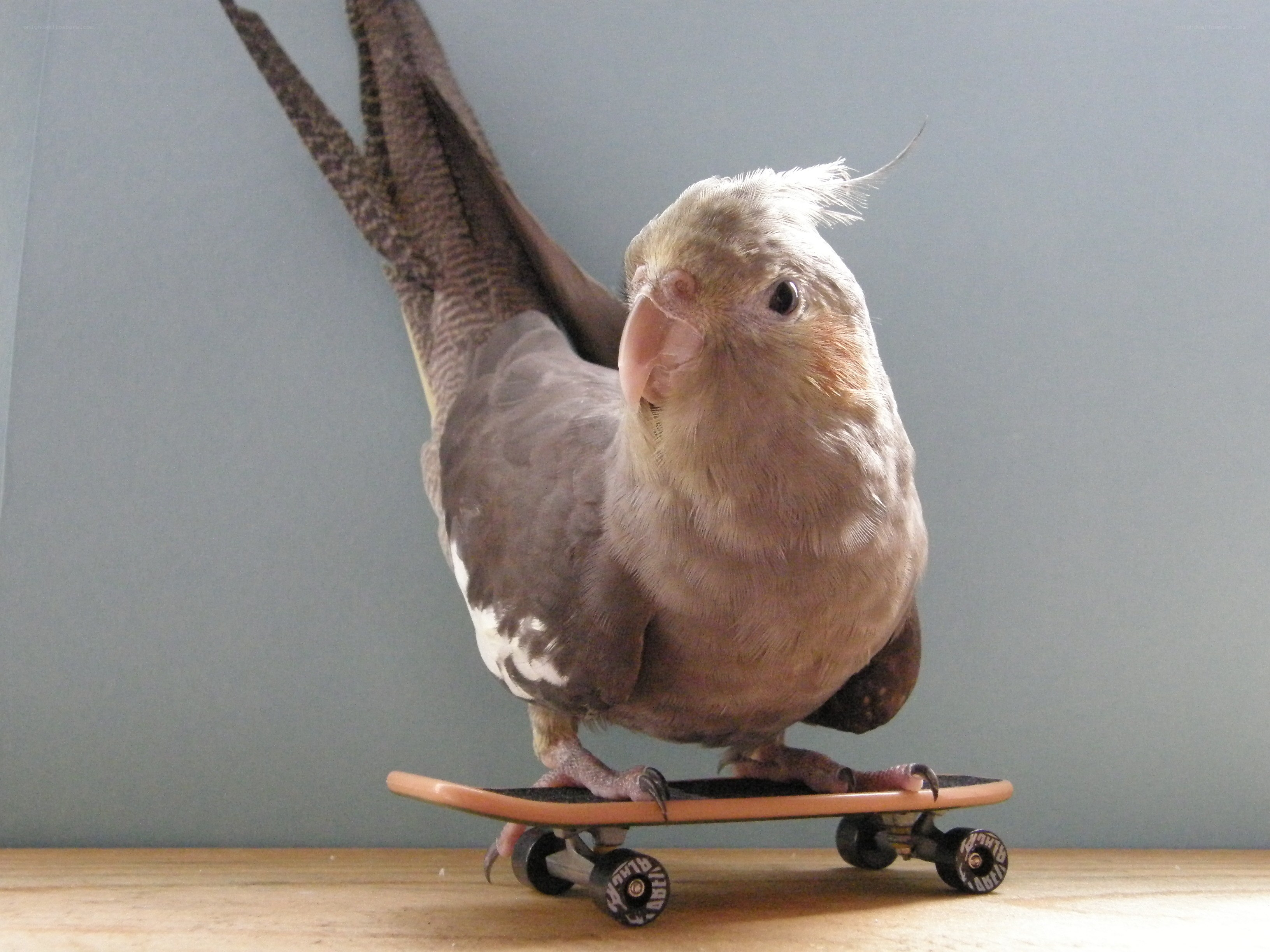 Cockatiel on a skateboard