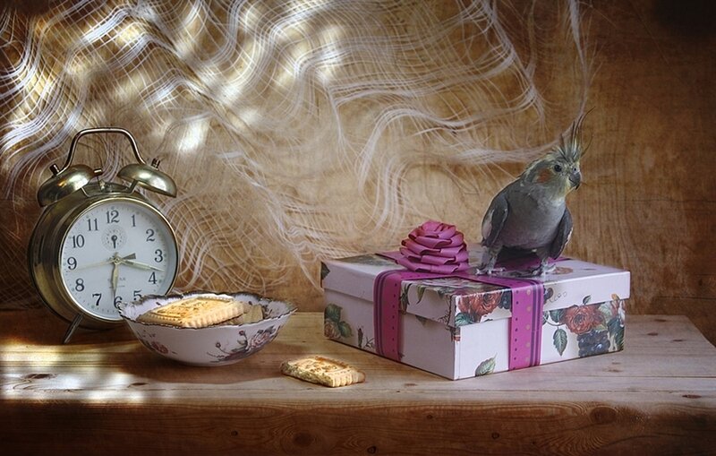 Cockatiel on Gift Box
