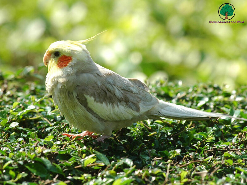 Cockatiel on green foliage