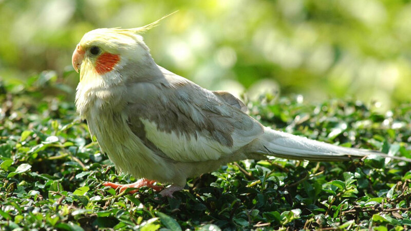 Cockatiel on Green Ground
