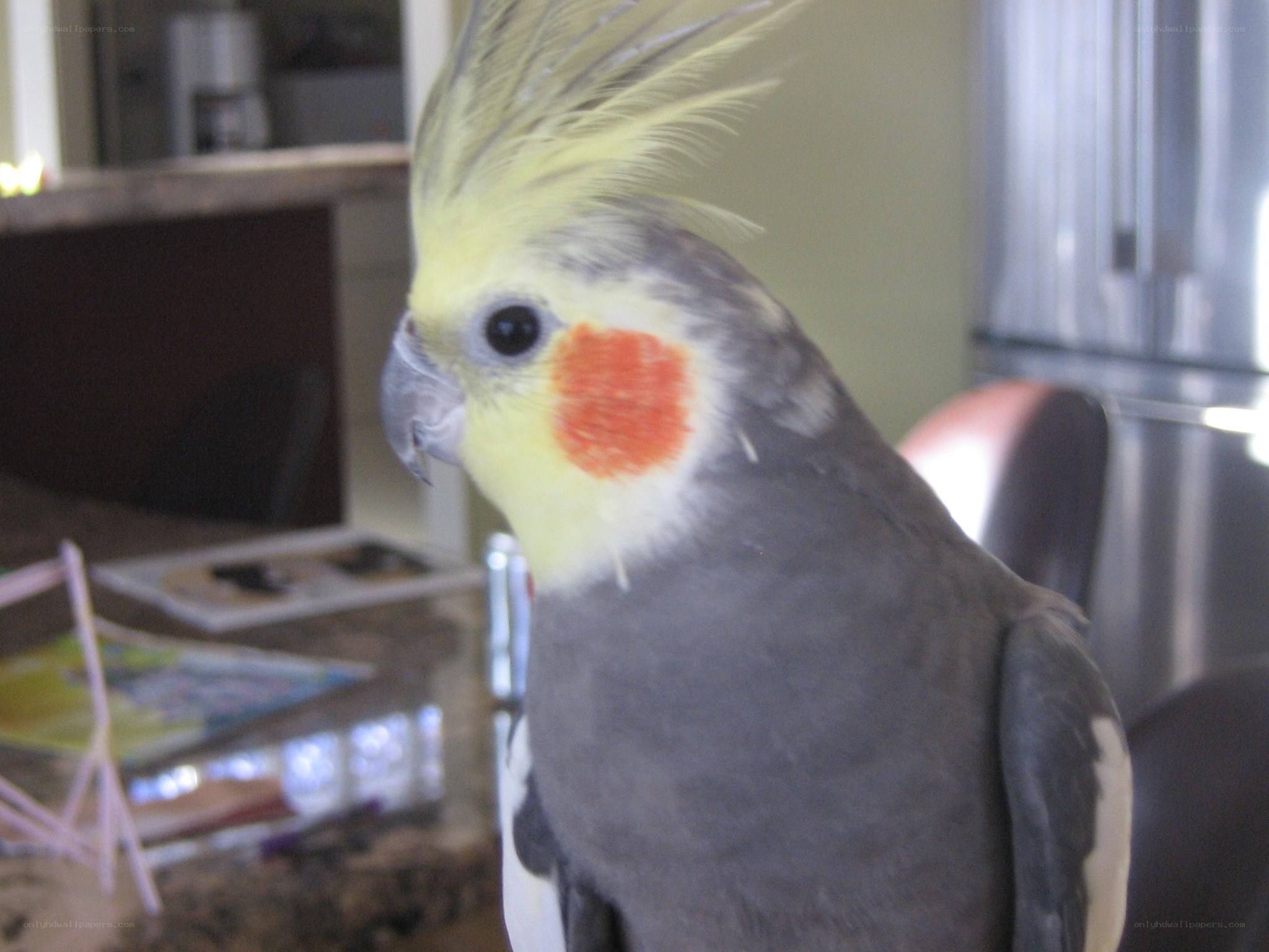 cockatiel on kitchen counter