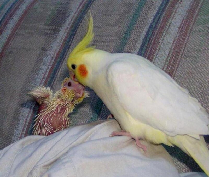 Cockatiel Parent Feeding Chick