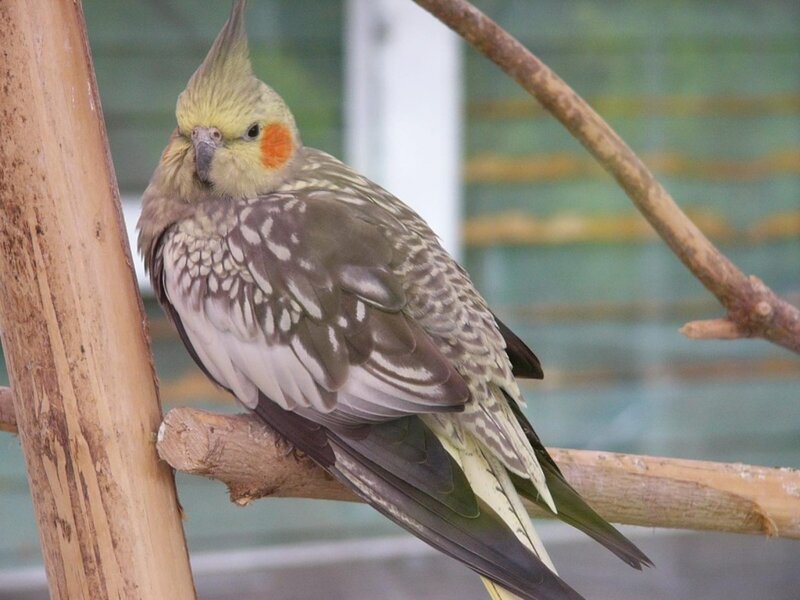 cockatiel perched on a branch