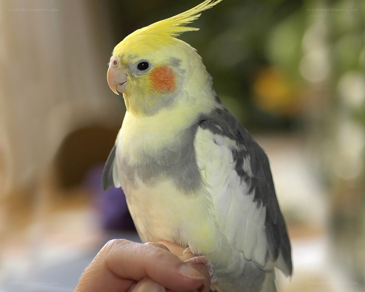 Cockatiel perched on hand