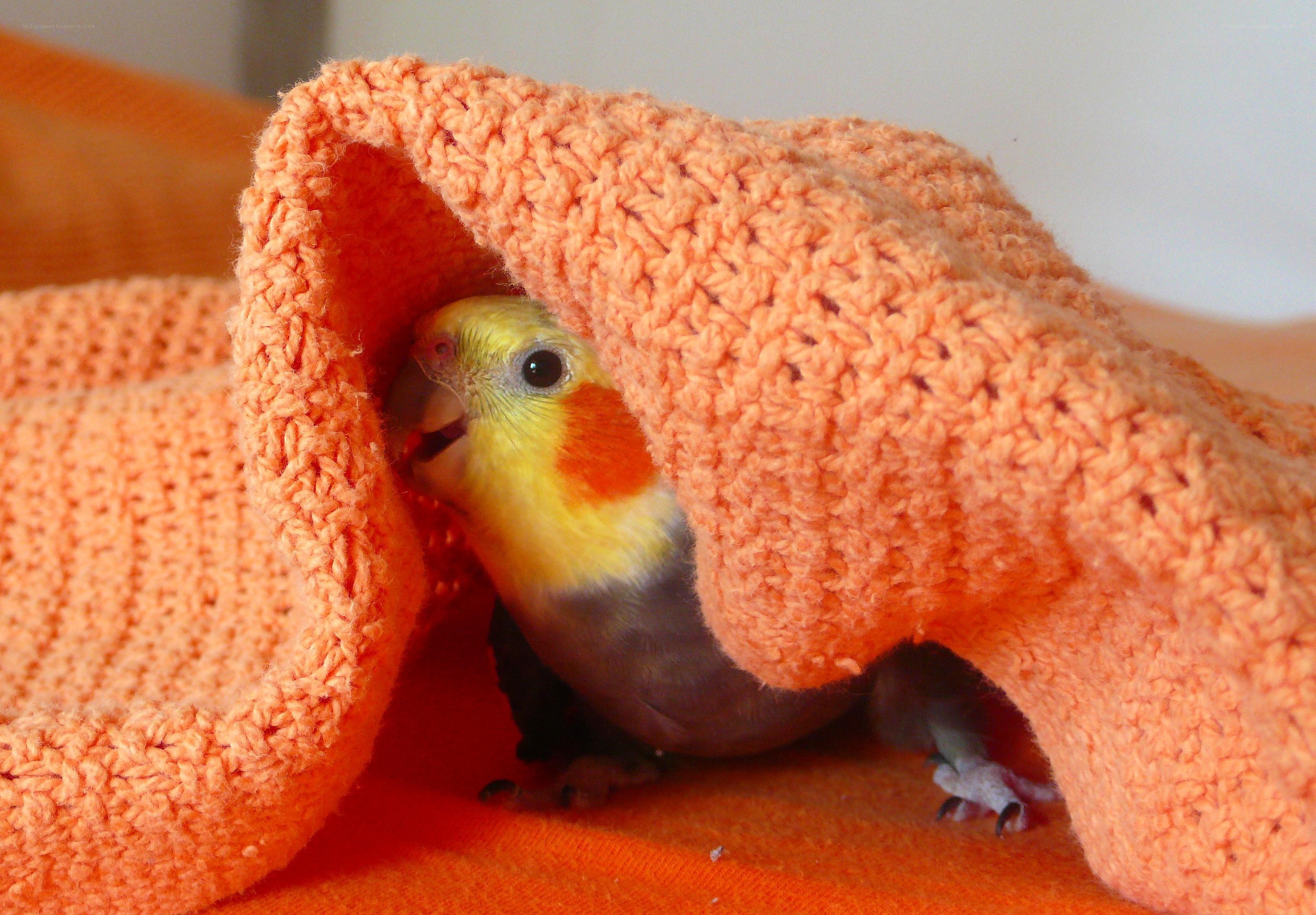 cockatiel under a blanket