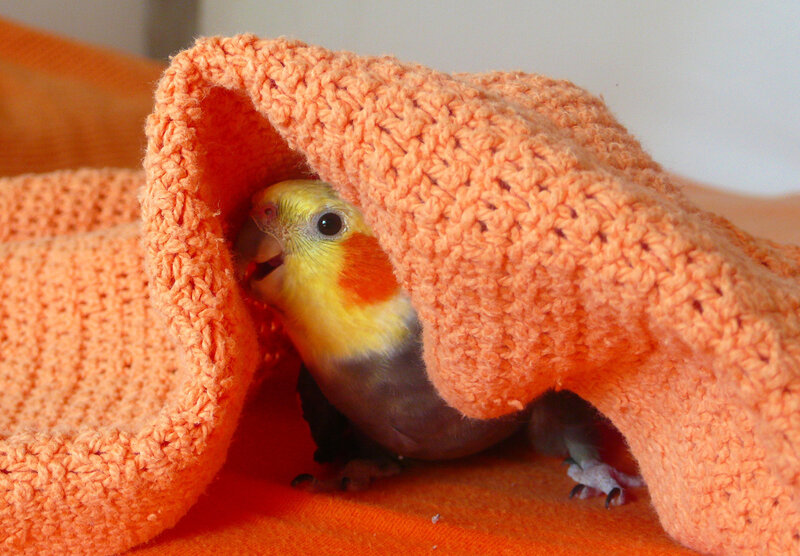 cockatiel under blanket
