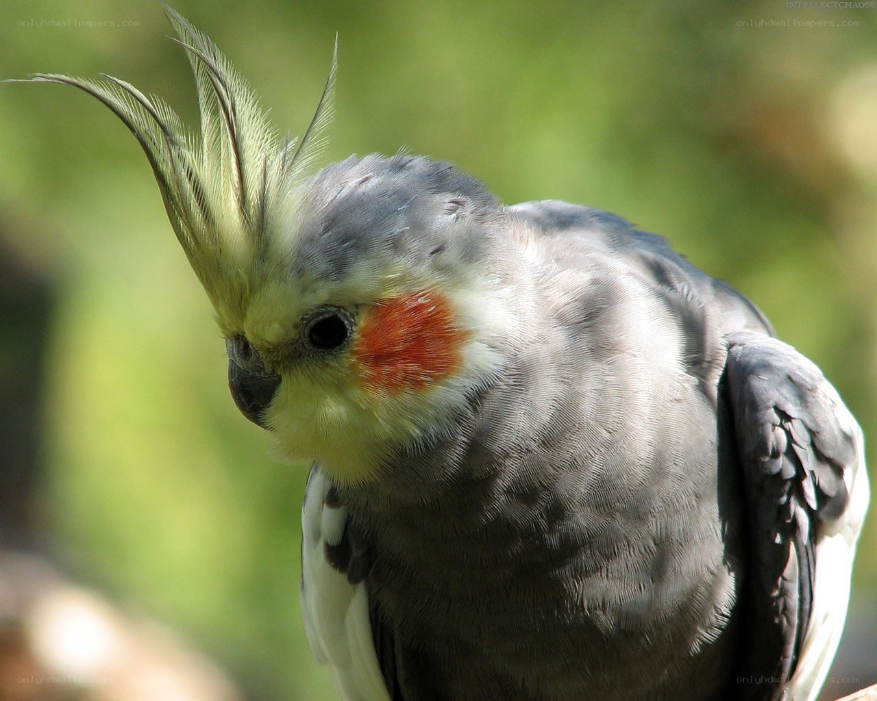 cockatiel with crest raised