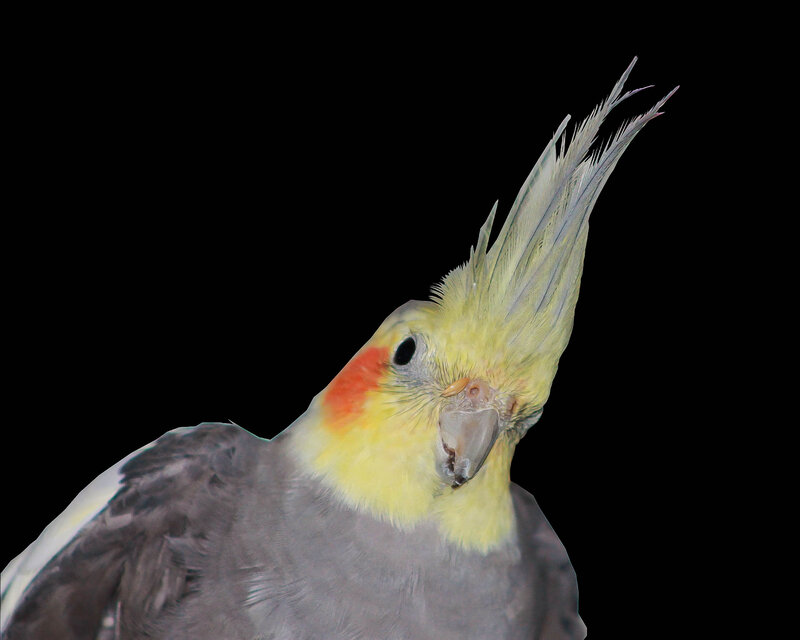 Cockatiel with Crest