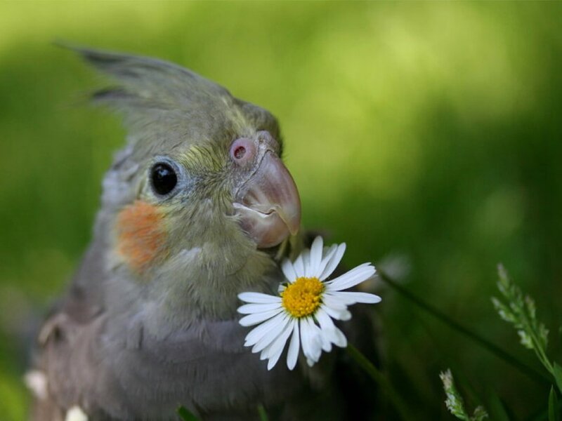 Cockatiel with Daisy