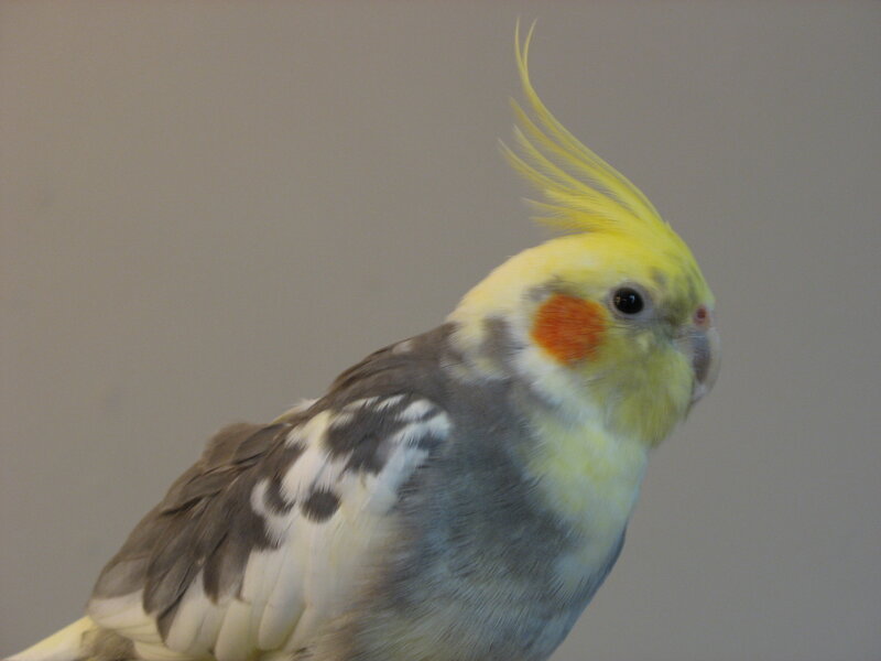 Cockatiel with yellow crest