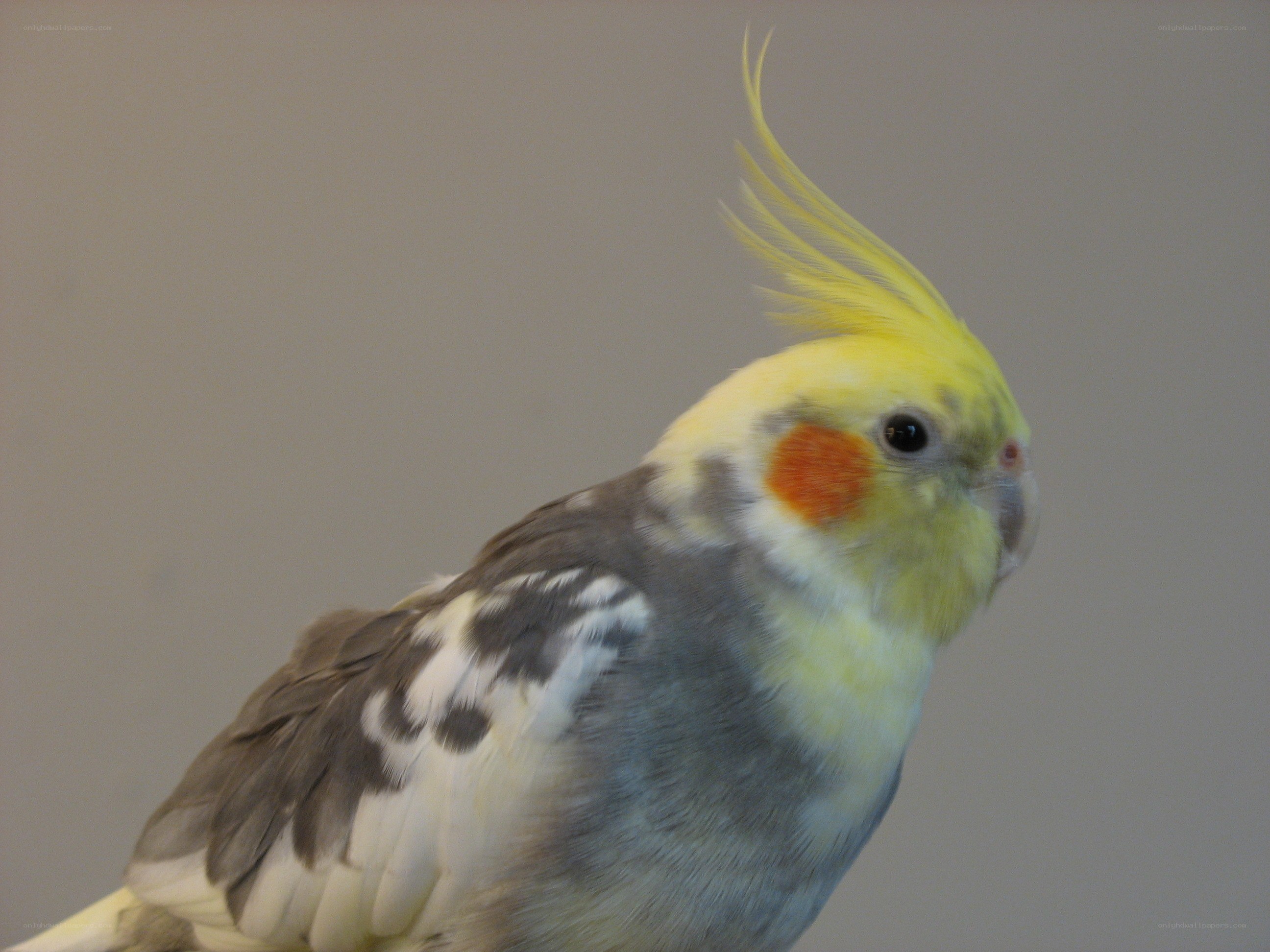 Cockatiel with yellow crest