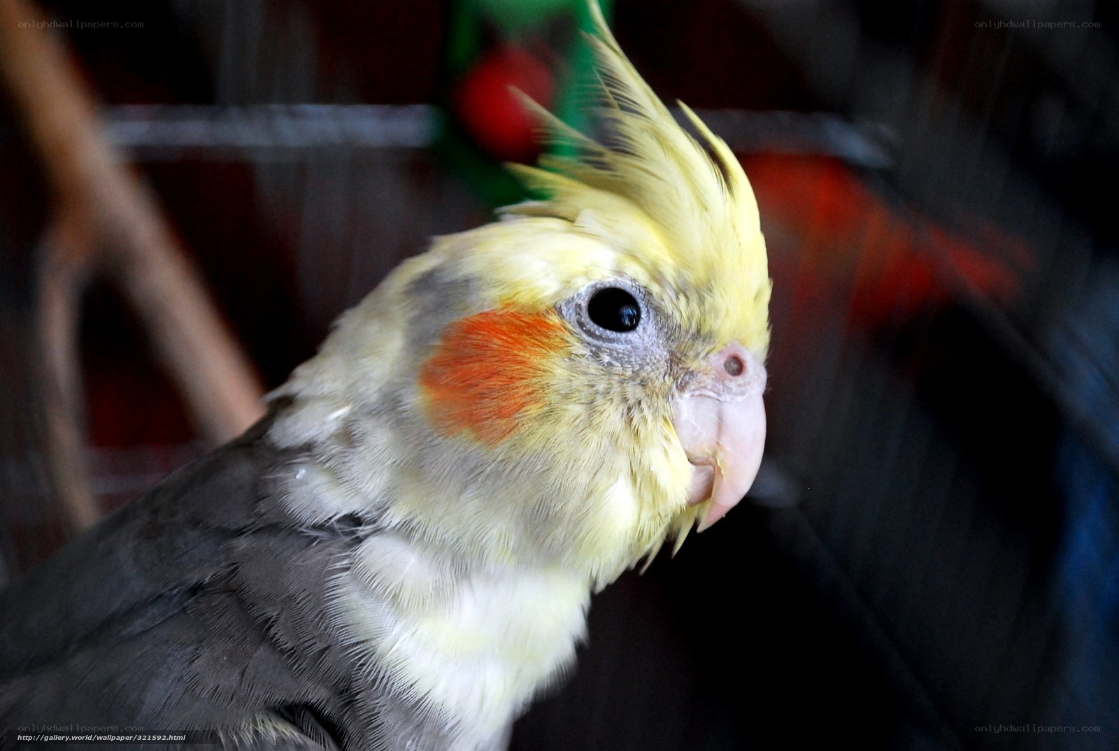 Cockatiel with yellow crest