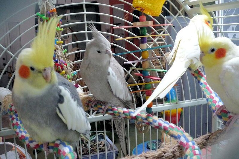 Cockatiels in a cage