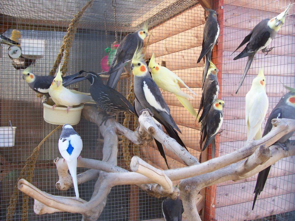 Cockatiels in a large aviary