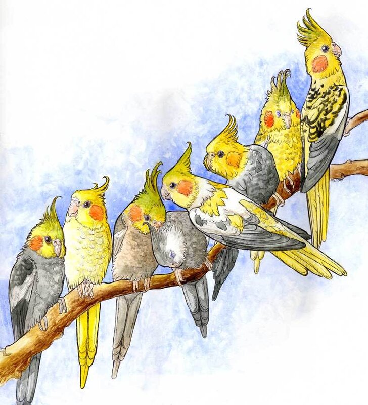 Cockatiels on a branch
