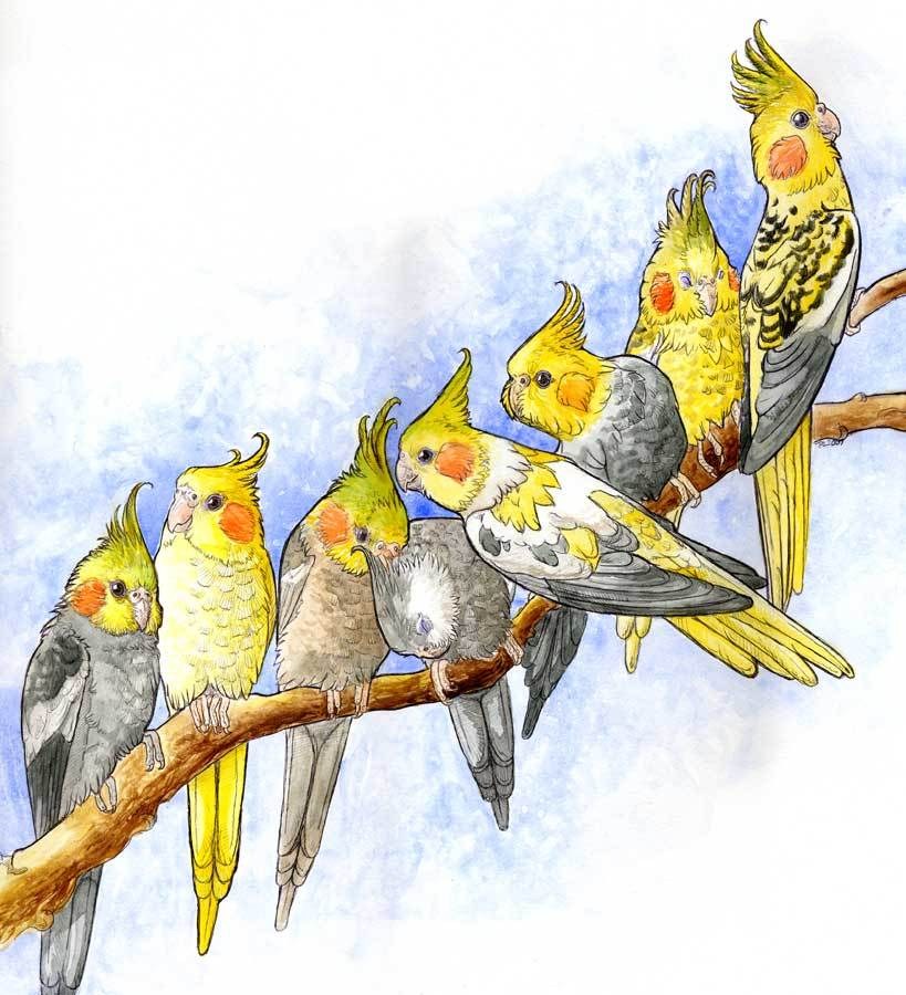 Cockatiels on a branch