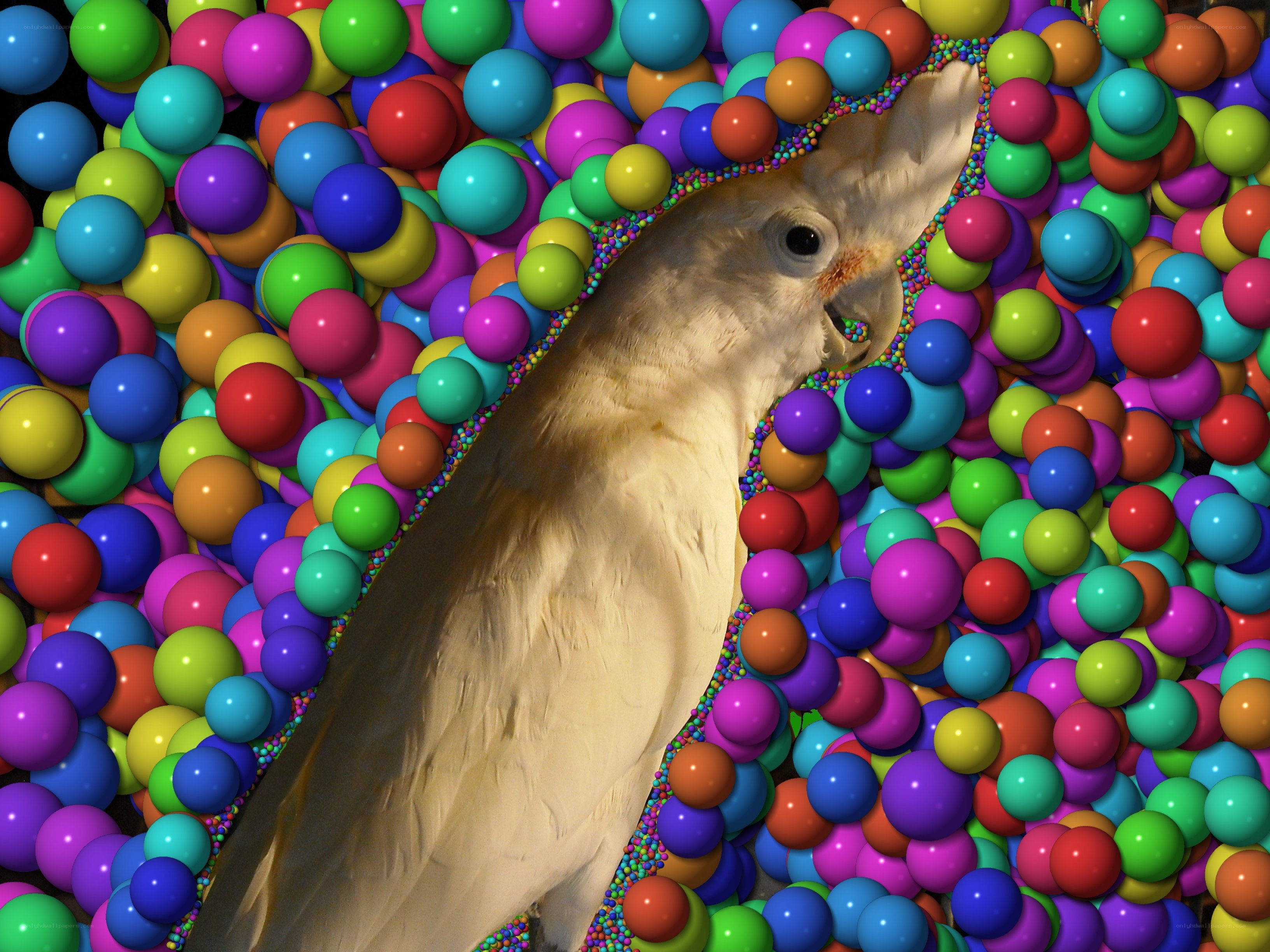 cockatoo in colorful balls