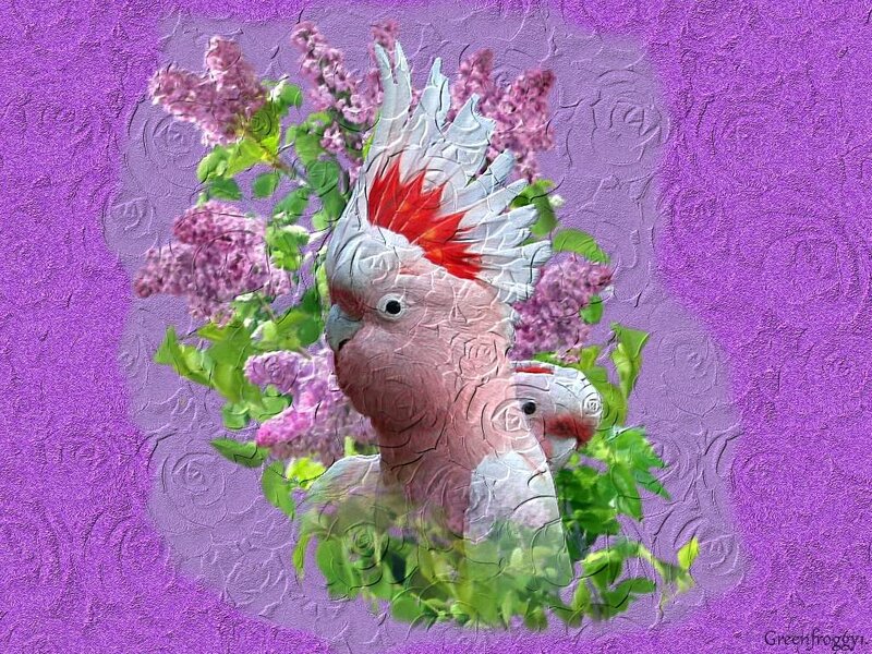 Cockatoo with Flowers — Purple