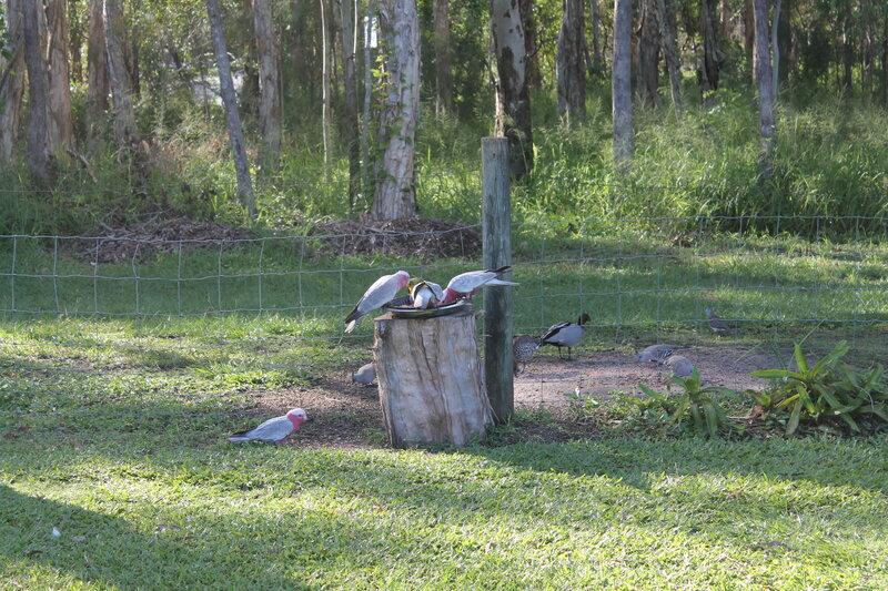Cockatoos at a Feeder