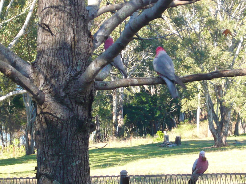 Cockatoos on Tree