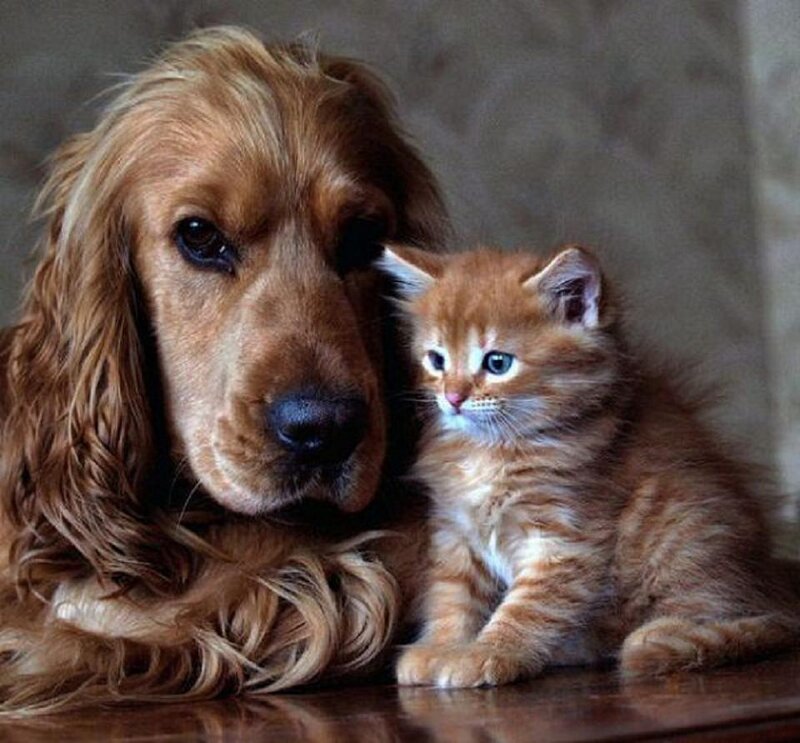 Cocker Spaniel and Kitten