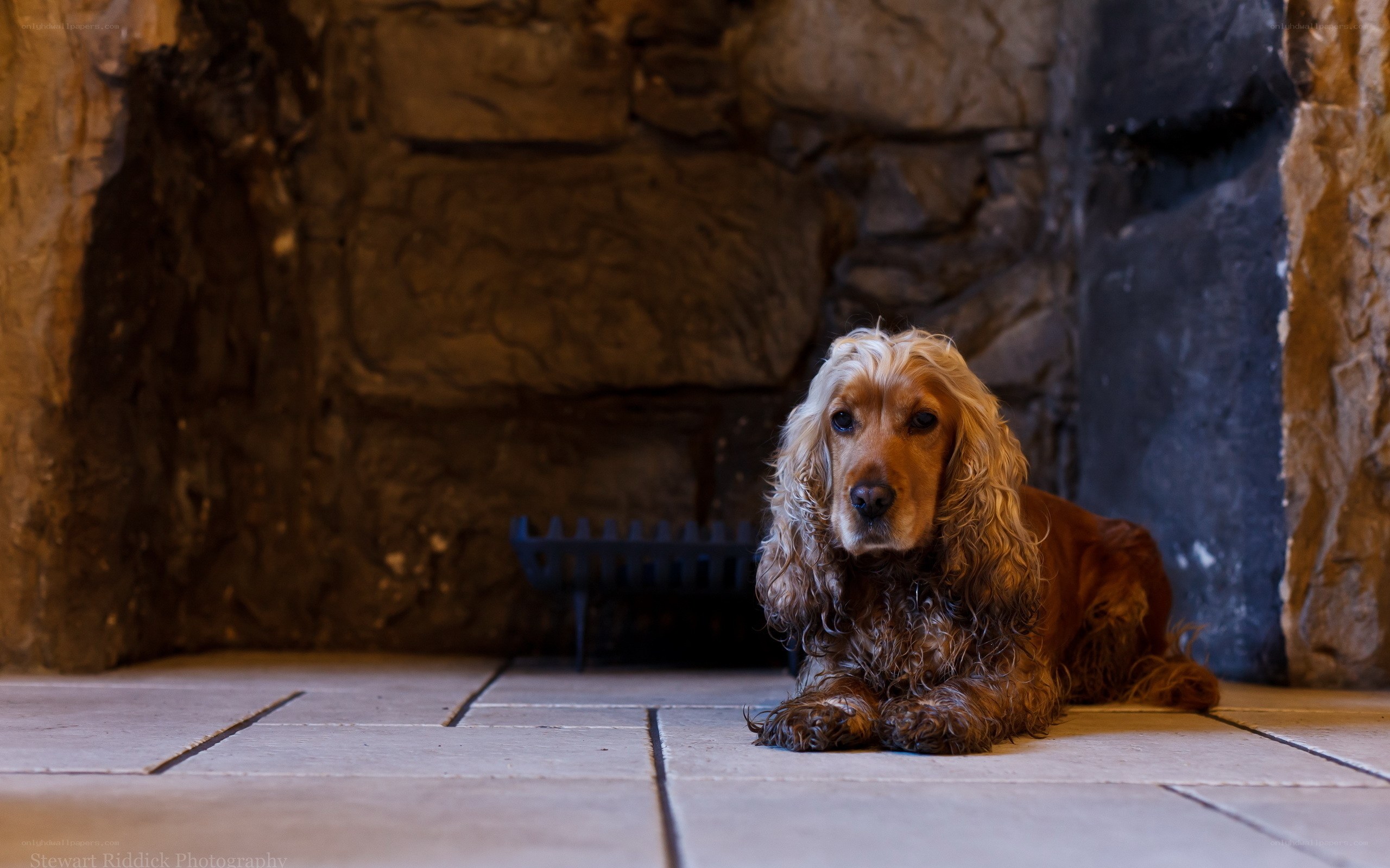 Cocker spaniel by fireplace