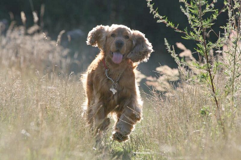 Cocker Spaniel Dog — Brown, Active