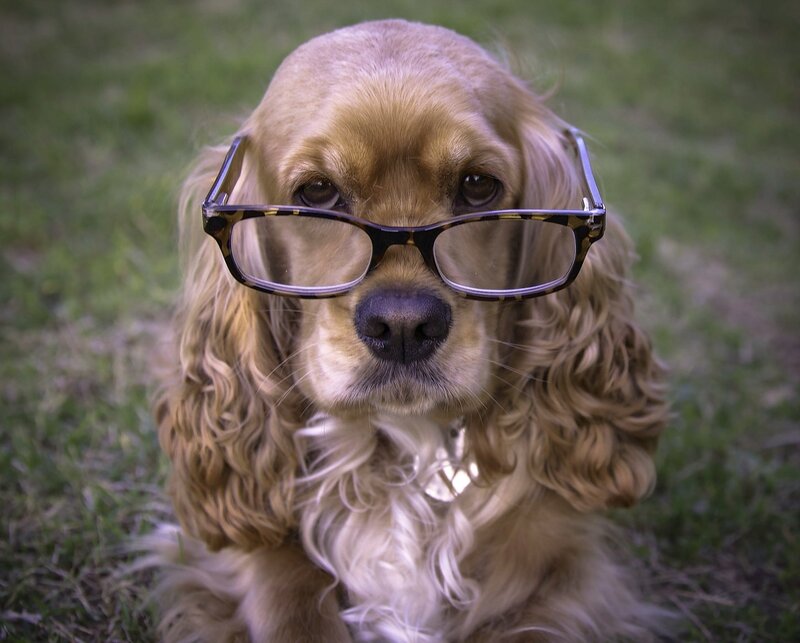 Cocker Spaniel Dog — Brown, Calm, Afternoon, Photograph, Glasses