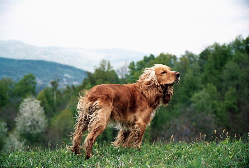 Cocker Spaniel Dog — Brown, Calm, Afternoon, Photograph, Grass