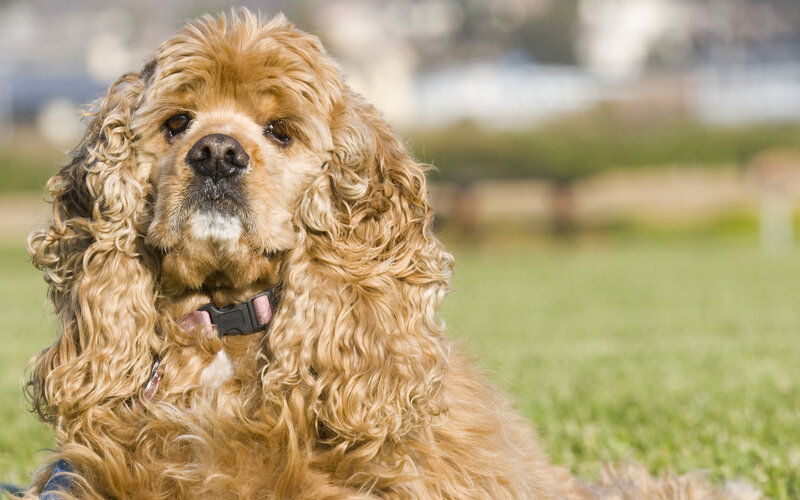 Cocker Spaniel Dog — Brown, Calm, Afternoon, Photograph