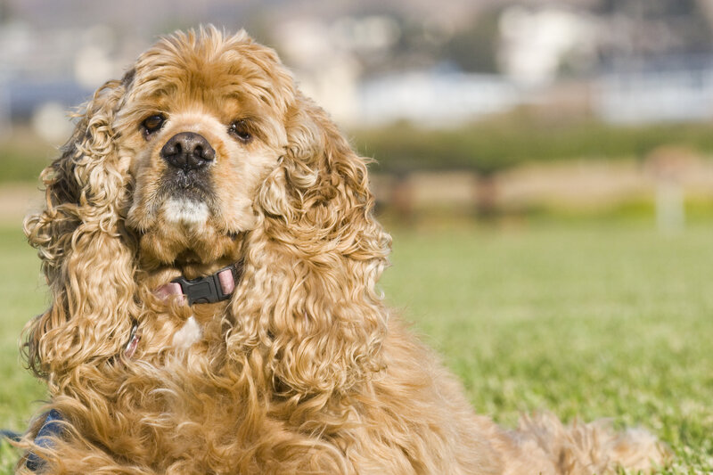 Cocker Spaniel Dog — Brown, Calm, Afternoon