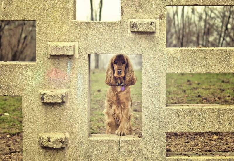 Cocker Spaniel Dog — Brown, Calm, Autumn