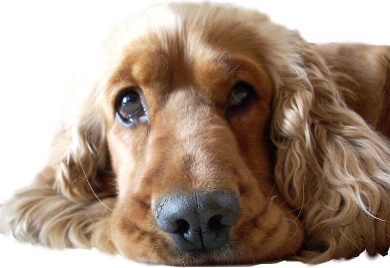 Cocker Spaniel Dog — Brown, Calm, Photograph
