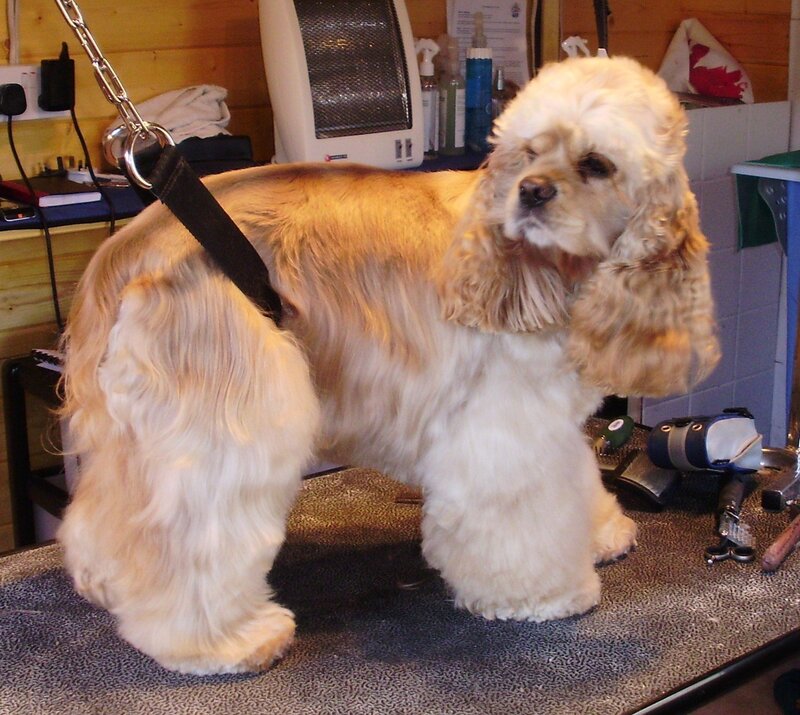 Cocker Spaniel Dog — Brown, Calm