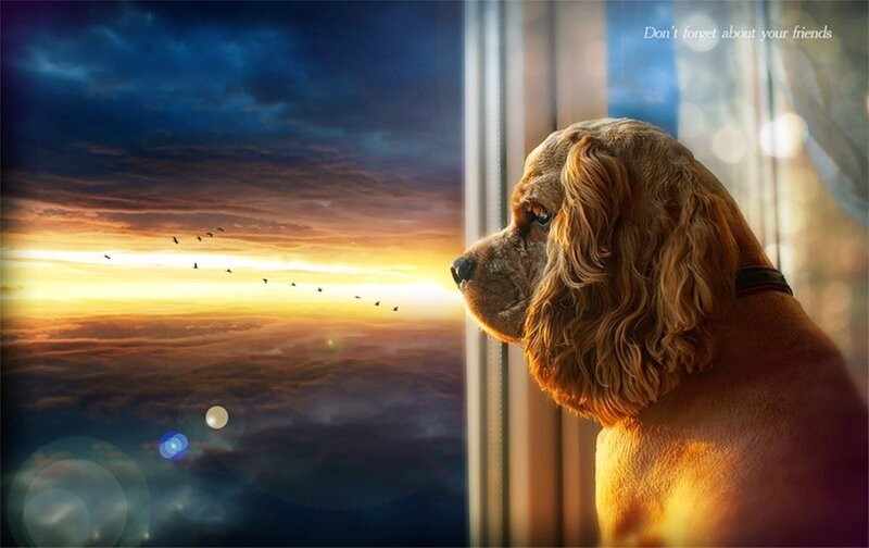 Cocker Spaniel Dog — Brown, Dramatic