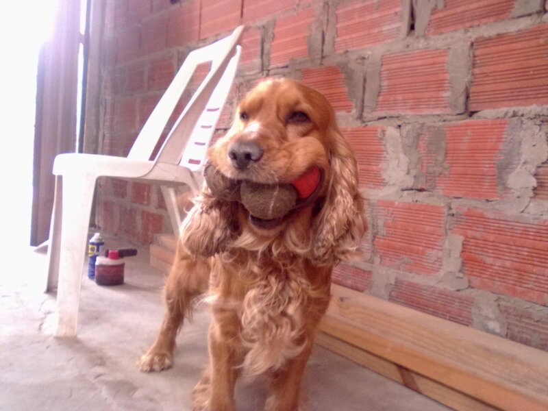 Cocker Spaniel Dog — Brown, Playful